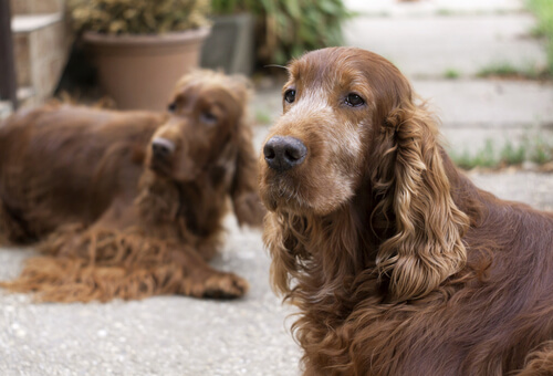 Les maladies des chiens âgés et leur traitement
