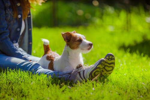 un petit chien avec une femme, allongé dans l'herbe