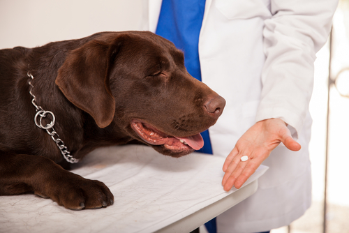 Un labrador face à une vétérinaire qui lui tend une pillule