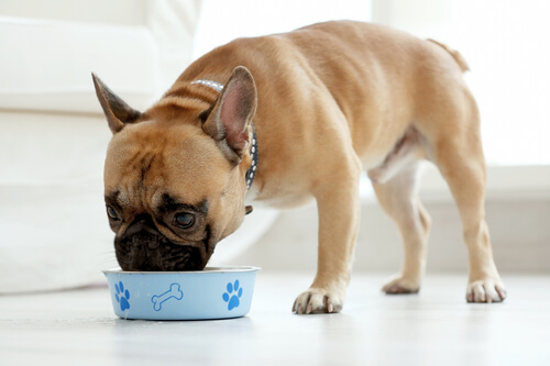 Un bulldog français mange dans sa petite gamelle bleue