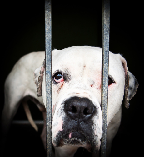 un chien l'air malheureux derrière des barreaux