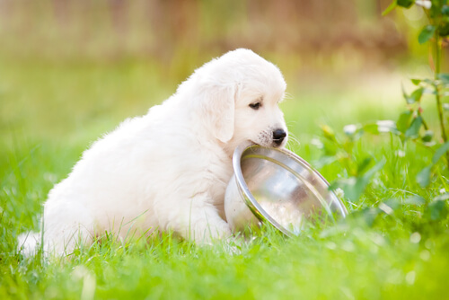 un jeune labrador dans l'herbe avec sa gamelle dans la bouche