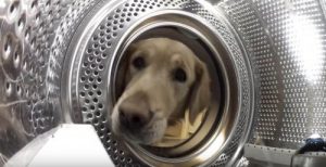 Un chien sauve son jouet de la machine à laver