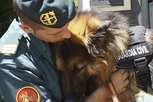 Le Mexique propose d’adopter des chiens policiers à la retraite
