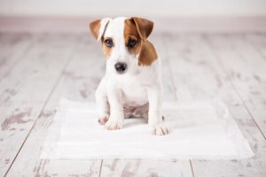 Comment apprendre à son chien à faire ses besoins sur du papier