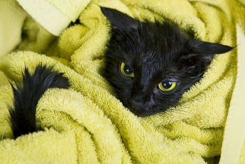 Un chat noir enroulé dans une serviette
