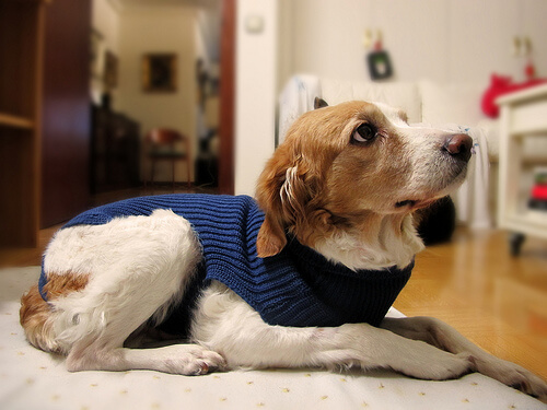 un chien qui porte un pull bleu à l'air effrayé