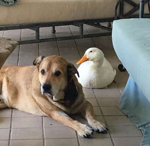 Un chien déprimé redevient joyeux grâce à son nouvel ami canard