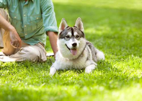 Un Husky installé dans l'herbe avec son maître