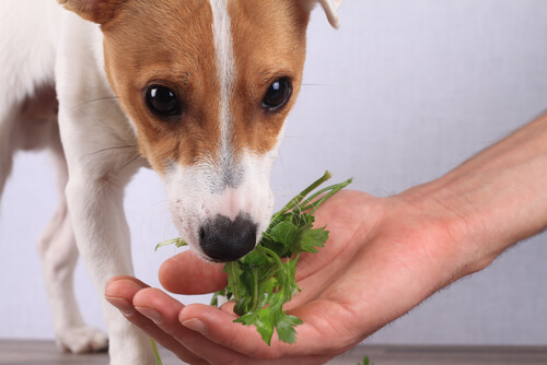 chien qui mange des légumes dans la main de son maitre