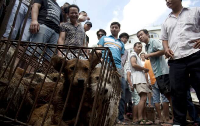 chiens en cage pour le festival de la viande de chien