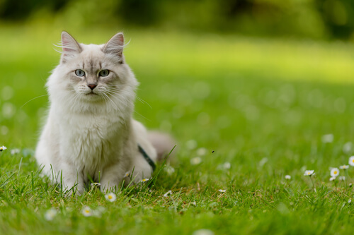 chat assis dans l'herbe