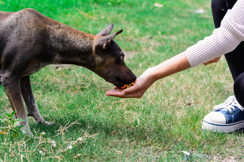 Un chien mange une friandise dans la main d'une femme