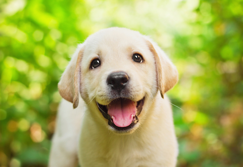 un jeune labrador heureux