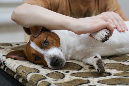 Avantages des massages pour les chiens