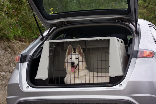 un chien dan une cage dans une voiture