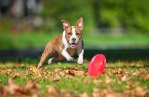 stimuler l'intelligence de votre chien avec un frisbee