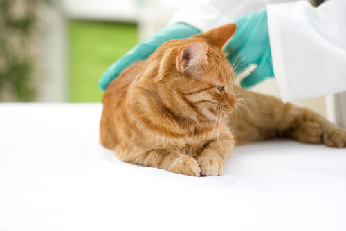 un chat roux examiné par un vétérinaire