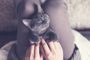 Pourquoi votre chat aime dormir sur vous