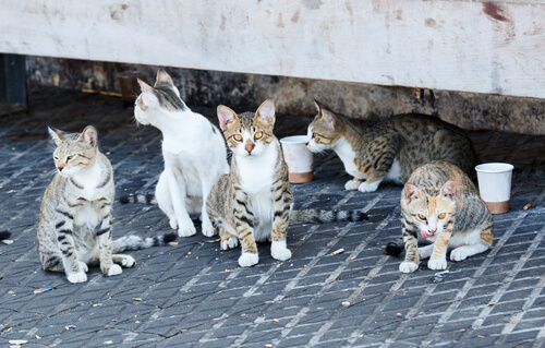 Un groupe de chats dans la rue