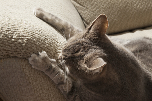 Comment empêcher votre chat de faire ses griffes dans toute la maison ?