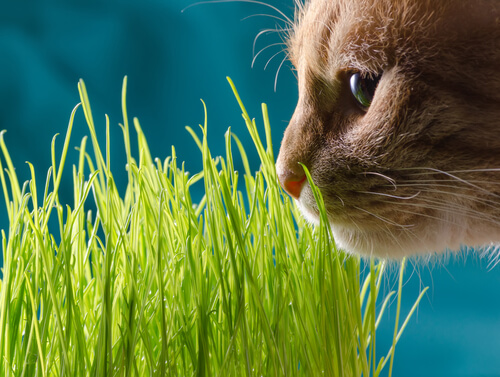 un chat renifle de l'herbe