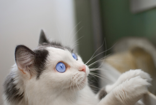 un chat aux yeux bleux