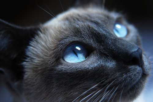 un chat birmans aux yeux bleus