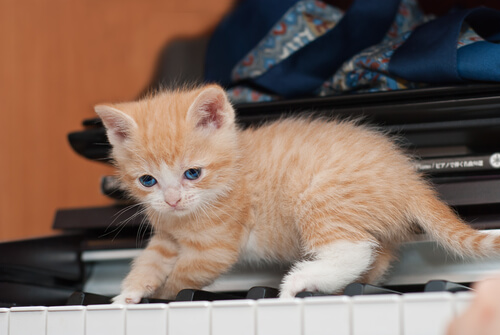un chaton roux sur un piano