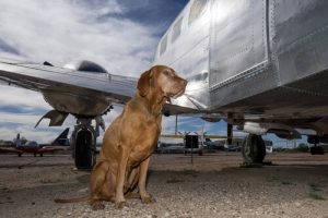 Prendre l'avion avec son chien : ce qu'il faut savoir sur le trajet en soute