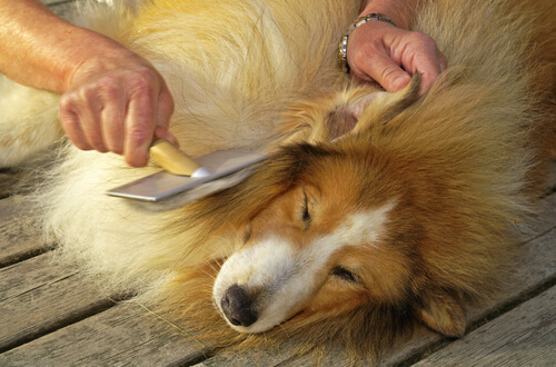 Un chien est allongé pendant que son maître brosse ses poils longs