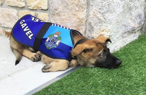 Gavel, le chiot qui ne pouvait pas devenir chien policier car il était trop mignon
