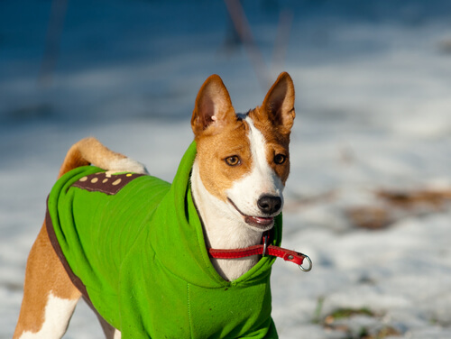 un chien avec un manteau dans la neige