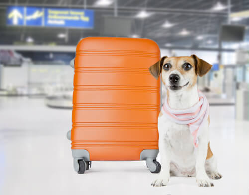 un chien à côté d'une valise dans un aéroport