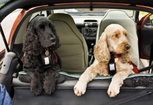 Se déplacer avec une ceinture de sécurité à harnais pour chiens