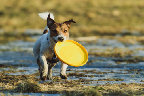 un chien avec un frisbee dans la gueule 