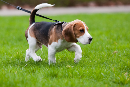 un jeune beagle en laisse