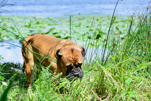 Pourquoi les chiens mangent de l'herbe ?