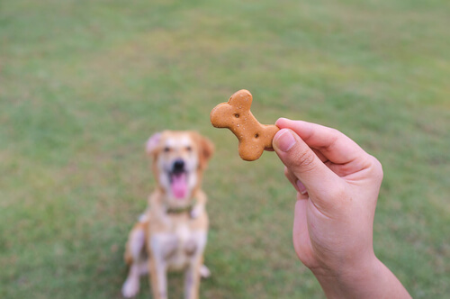 une main qui tient un biscuit avec un chien assis en arrière-plan
