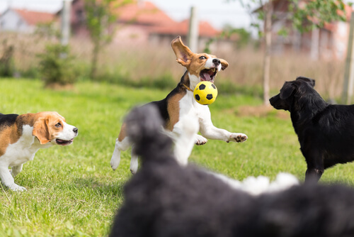 un groupes de chiens qui jouent avec un ballon