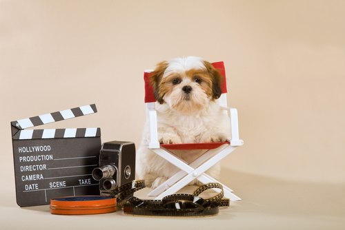 Petit chien assis sur une chaise directeur de film à sa taille, avec du matériel cinématographique à côté.
