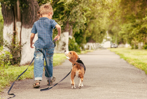 un enfant promène un beagle