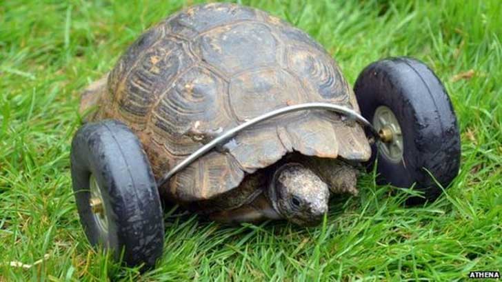 La tortue aux roues prothétiques