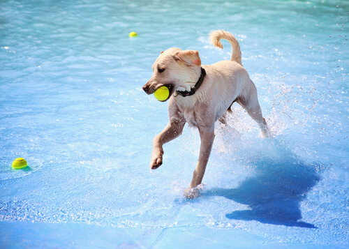 La première piscine pour chiens a ouvert ses portes à Madrid