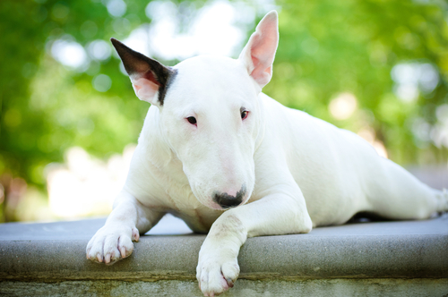 un pitbull blanc avec une oreille noire