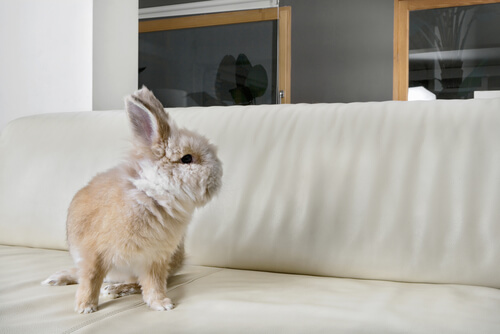 un lapin beige assis sur un canapé