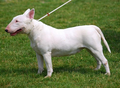 un pitbull entièrement blanc pose