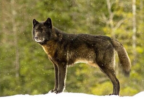 Un loup noir dans un bois sous la neige