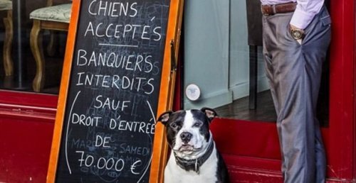 Un restaurant à Paris autorise les chiens, mais pas les banquiers