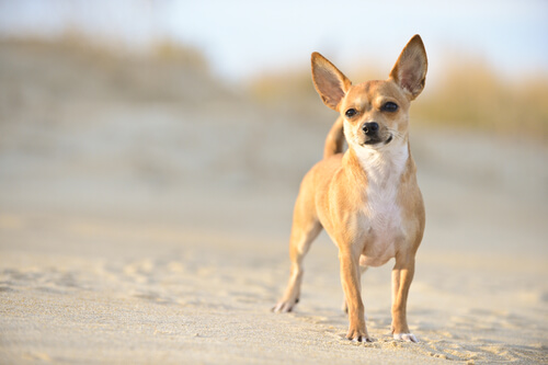 un petit chien sur une plage
